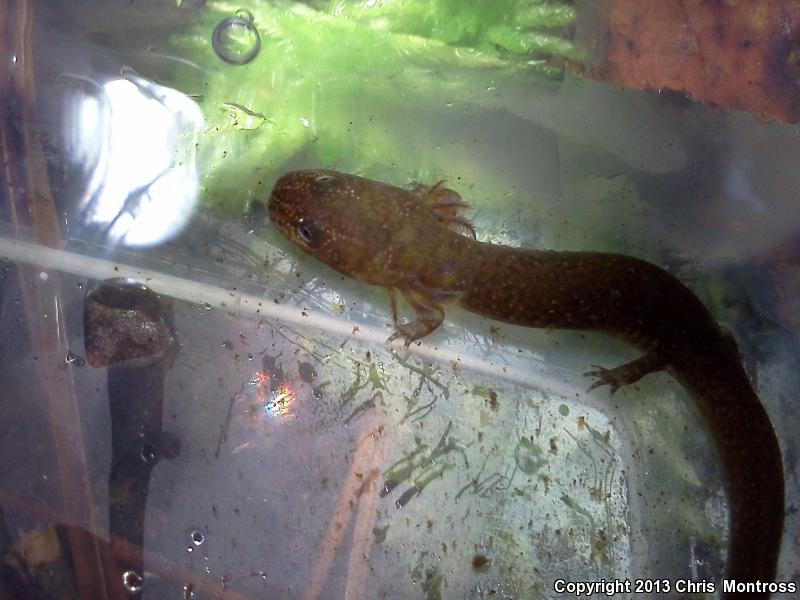 Southern Red Salamander (Pseudotriton ruber vioscai)