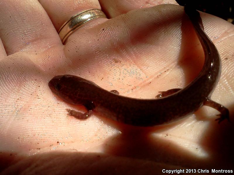 Southern Red Salamander (Pseudotriton ruber vioscai)