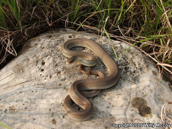 Eastern Yellow-bellied Racer (Coluber constrictor flaviventris)