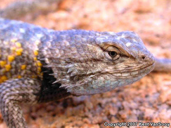 Desert Spiny Lizard (Sceloporus magister)