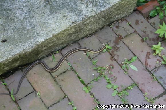 Maritime Gartersnake (Thamnophis sirtalis pallidulus)