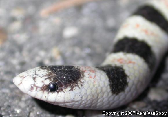 Colorado Desert Shovel-nosed Snake (Chionactis occipitalis annulata)