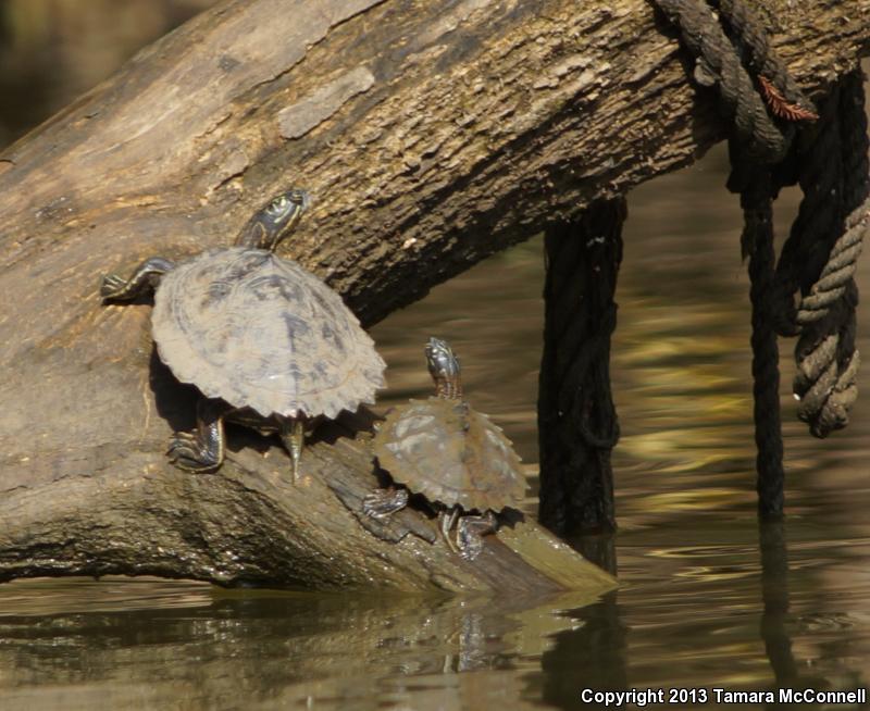 Black-knobbed Map Turtle (Graptemys nigrinoda)