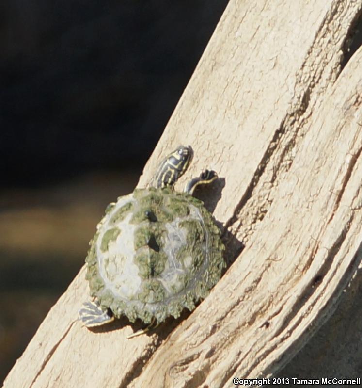 Black-knobbed Map Turtle (Graptemys nigrinoda)