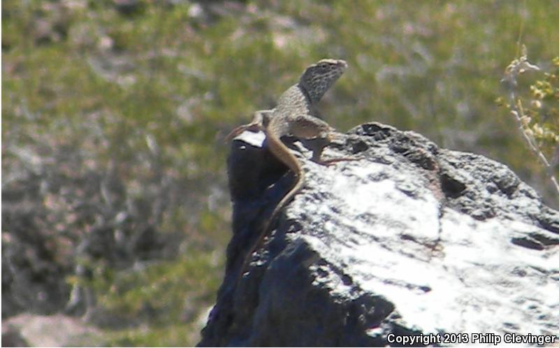 Sonoran Collared Lizard (Crotaphytus nebrius)