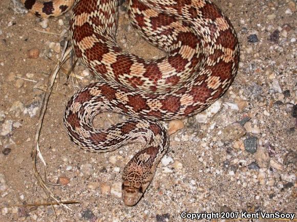 Sonoran Gopher Snake (Pituophis catenifer affinis)