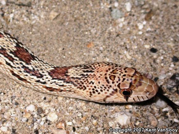 Sonoran Gopher Snake (Pituophis catenifer affinis)