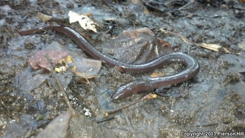 One-toed Amphiuma (Amphiuma pholeter)