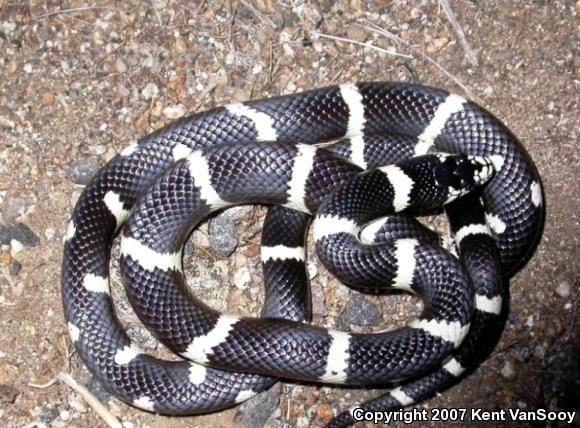 California Kingsnake (Lampropeltis getula californiae)