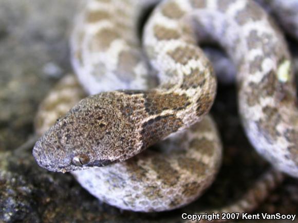 Desert Nightsnake (Hypsiglena chlorophaea deserticola)