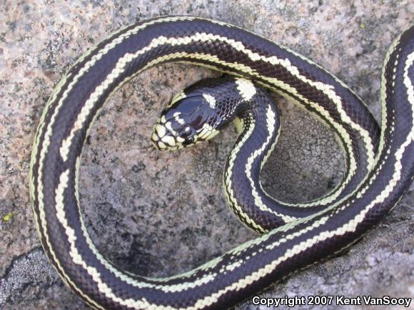 California Kingsnake (Lampropeltis getula californiae)