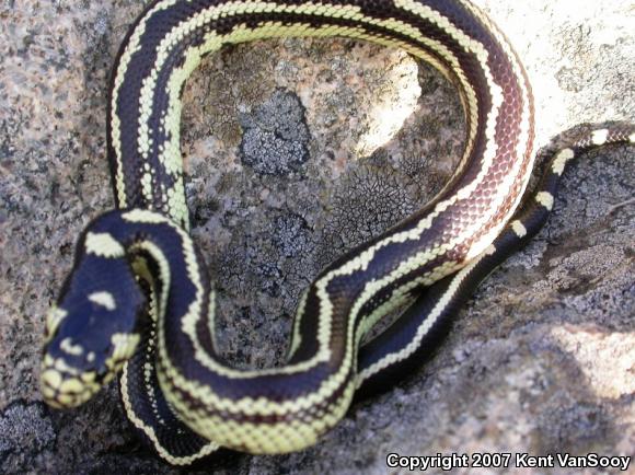 California Kingsnake (Lampropeltis getula californiae)