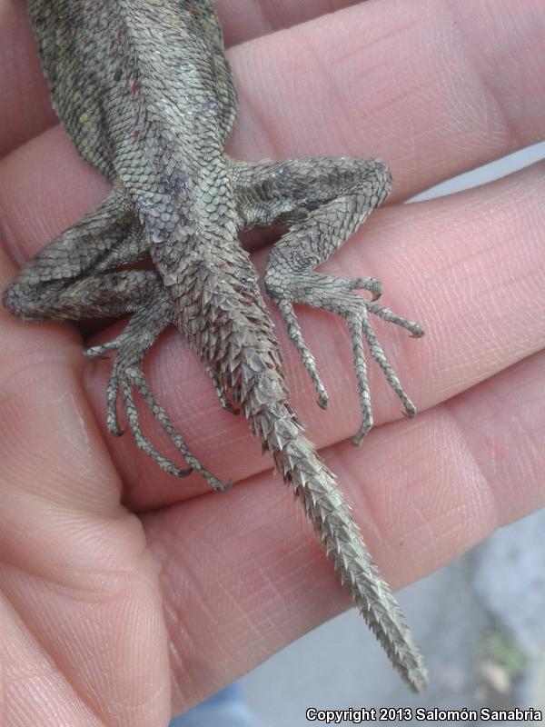 Southern Plateau Graphic Lizard (Sceloporus grammicus grammicus)