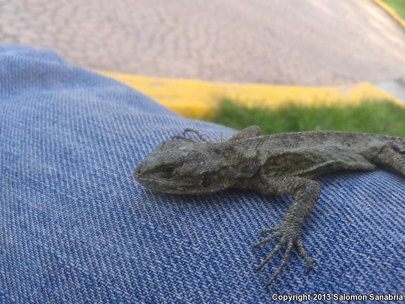 Southern Plateau Graphic Lizard (Sceloporus grammicus grammicus)