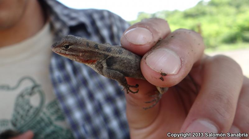 Southern Rose-bellied Lizard (Sceloporus variabilis variabilis)