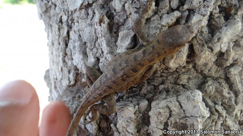 Southern Rose-bellied Lizard (Sceloporus variabilis variabilis)