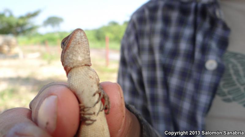 Southern Rose-bellied Lizard (Sceloporus variabilis variabilis)