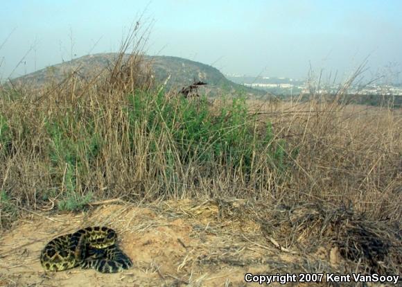 Southern Pacific Rattlesnake (Crotalus oreganus helleri)