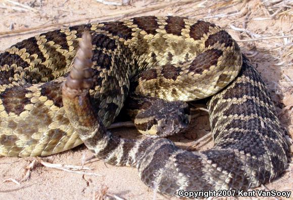 Southern Pacific Rattlesnake (Crotalus oreganus helleri)