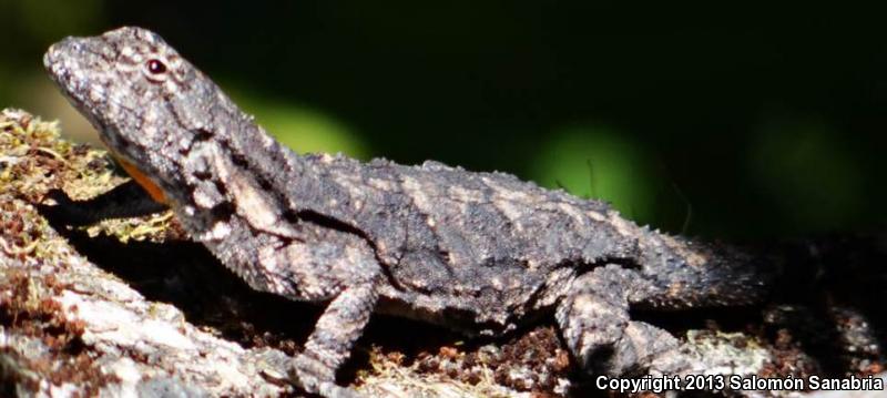 Tropical Tree Lizard (Urosaurus bicarinatus)