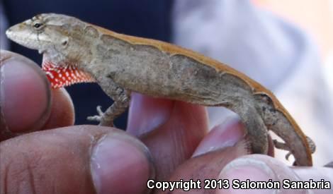 Clouded Anole (Anolis nebulosus)