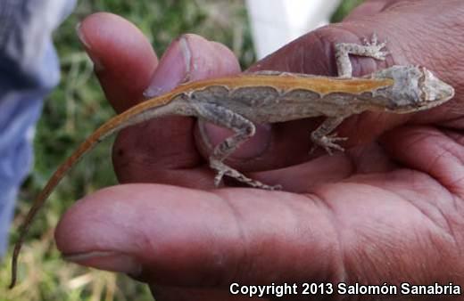 Clouded Anole (Anolis nebulosus)