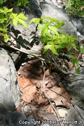 Northern  Copperhead (Agkistrodon contortrix mokasen)