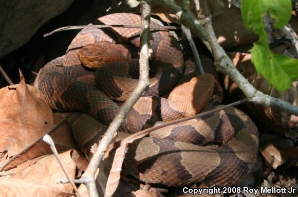 Northern  Copperhead (Agkistrodon contortrix mokasen)