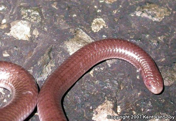 Western Threadsnake (Leptotyphlops humilis)