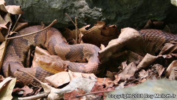 Northern  Copperhead (Agkistrodon contortrix mokasen)