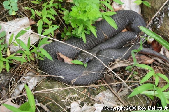 Eastern Hog-nosed Snake (Heterodon platirhinos)