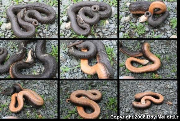 Eastern Hog-nosed Snake (Heterodon platirhinos)