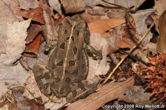 Fowler's Toad (Anaxyrus fowleri)