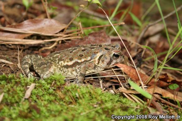 Fowler's Toad (Anaxyrus fowleri)