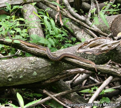 North American Garter & Ribbon Snakes (Thamnophis)