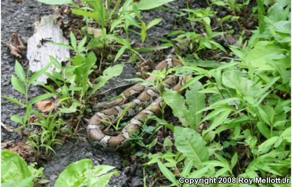 Eastern Milksnake (Lampropeltis triangulum triangulum)