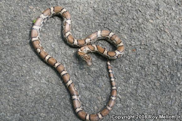 Eastern Milksnake (Lampropeltis triangulum triangulum)