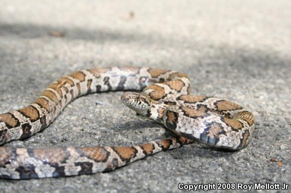 Eastern Milksnake (Lampropeltis triangulum triangulum)