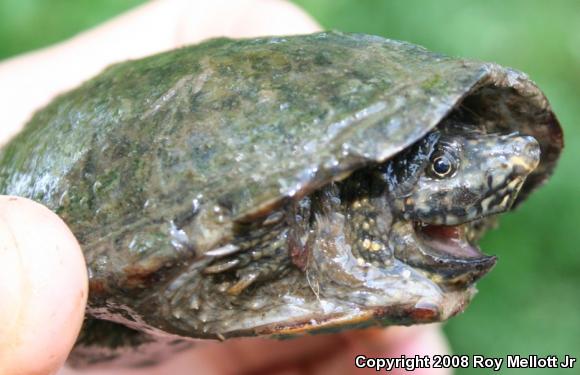 Eastern Musk Turtle (Sternotherus odoratus)