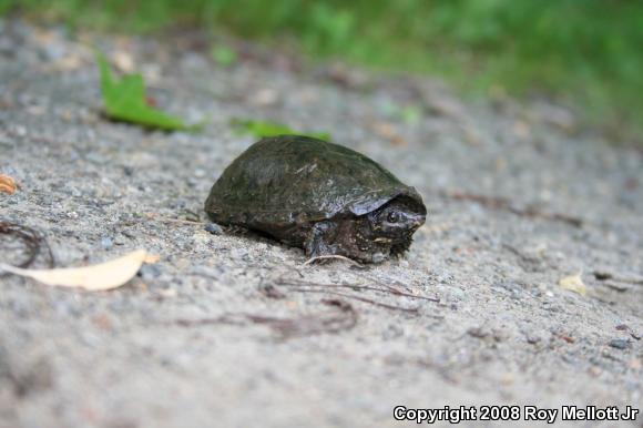 Eastern Musk Turtle (Sternotherus odoratus)