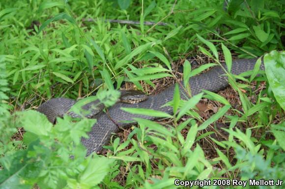 Northern Watersnake (Nerodia sipedon sipedon)