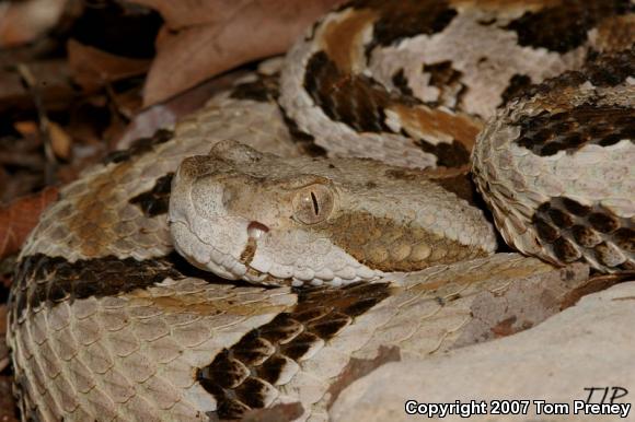 Timber Rattlesnake (Crotalus horridus)