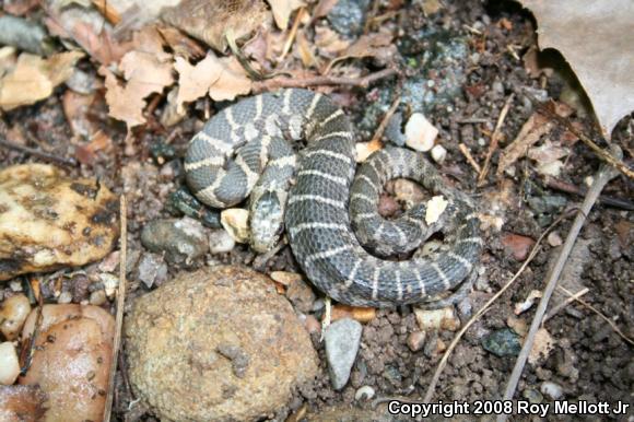 Northern Watersnake (Nerodia sipedon sipedon)