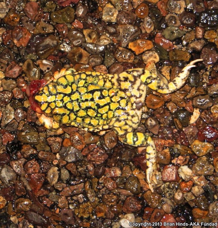 Sonoran Green Toad (Anaxyrus retiformis)