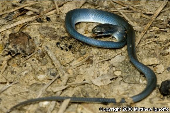 Smooth Greensnake (Opheodrys vernalis)