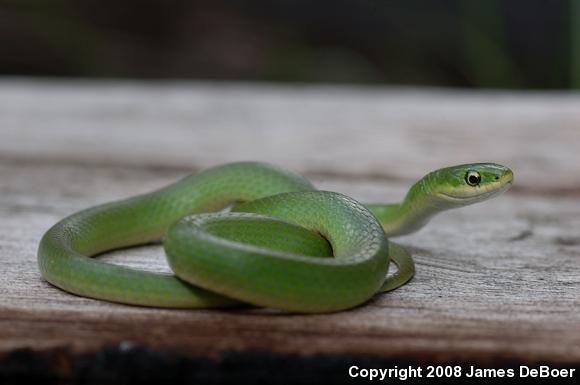 Smooth Greensnake (Opheodrys vernalis)