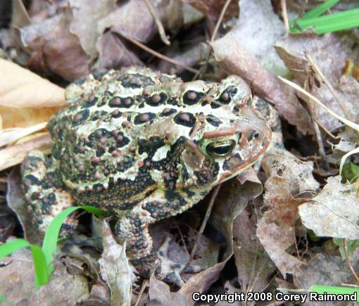 American Toad (Anaxyrus americanus)