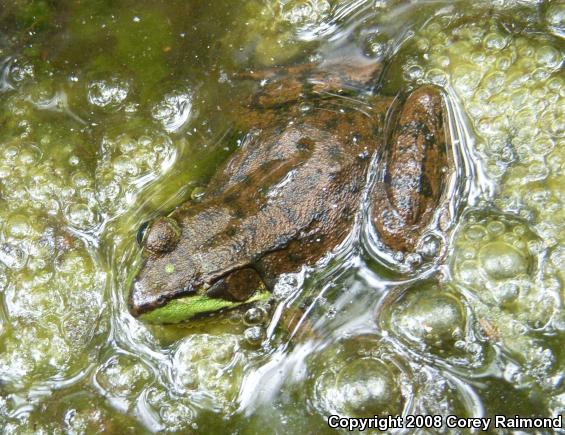 Green Frog (Lithobates clamitans)