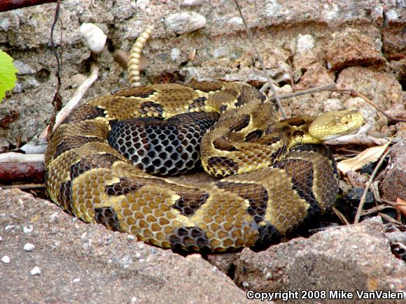 Timber Rattlesnake (Crotalus horridus)