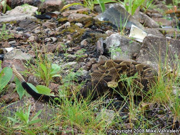 Timber Rattlesnake (Crotalus horridus)